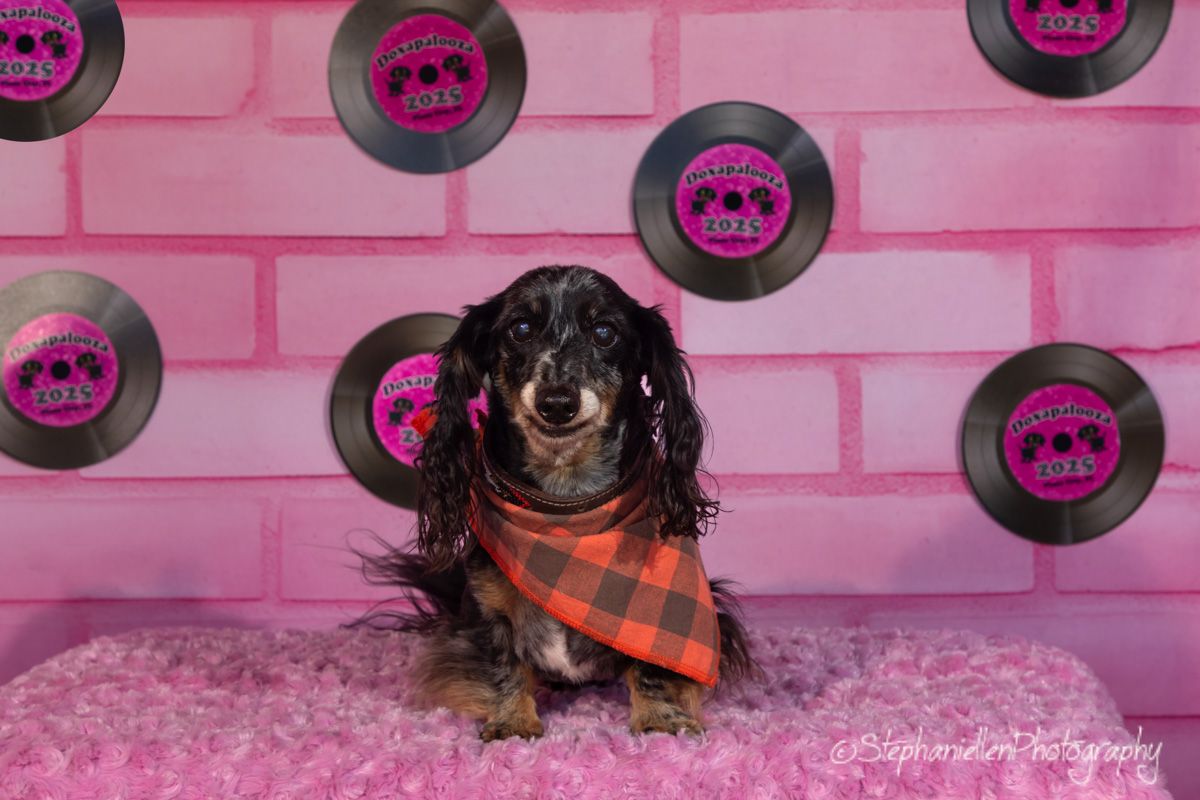A dachshund dog wearing a plaid bandana poses on pink fur against a pink brick wall with vinyl record decorations.