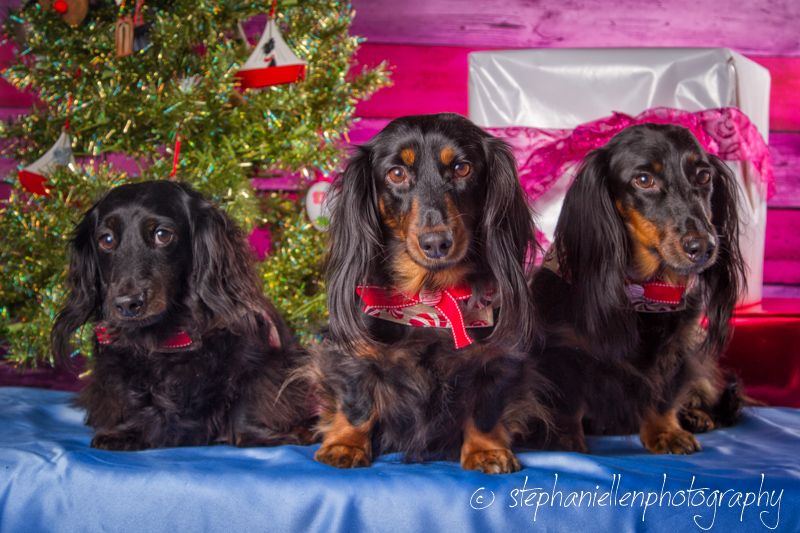 Three black and tan dachshunds lying together near Christmas decorations.