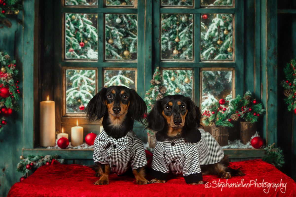 Two dachshunds in matching striped outfits sit before snowy Christmas window scene.