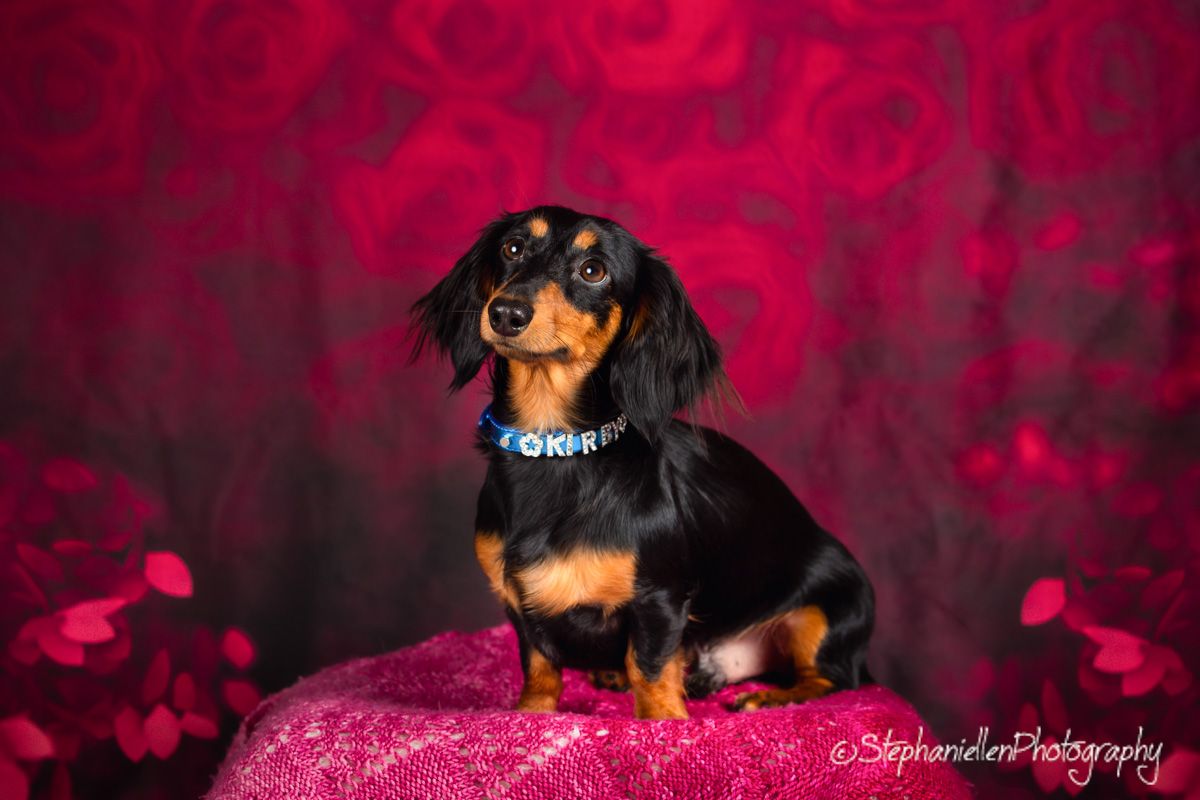 Black and tan Dachshund sitting on a pink sequin cushion against a red rose background.