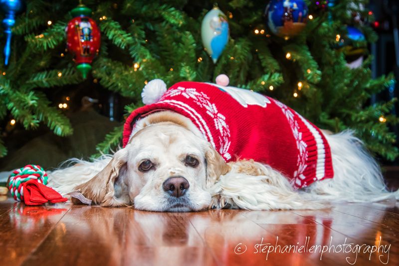 Golden retriever in red Christmas sweater resting by decorated holiday tree.