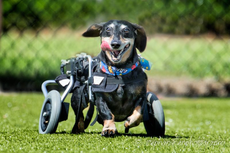 Happy Dachshund dog using a wheelchair running on green grass.