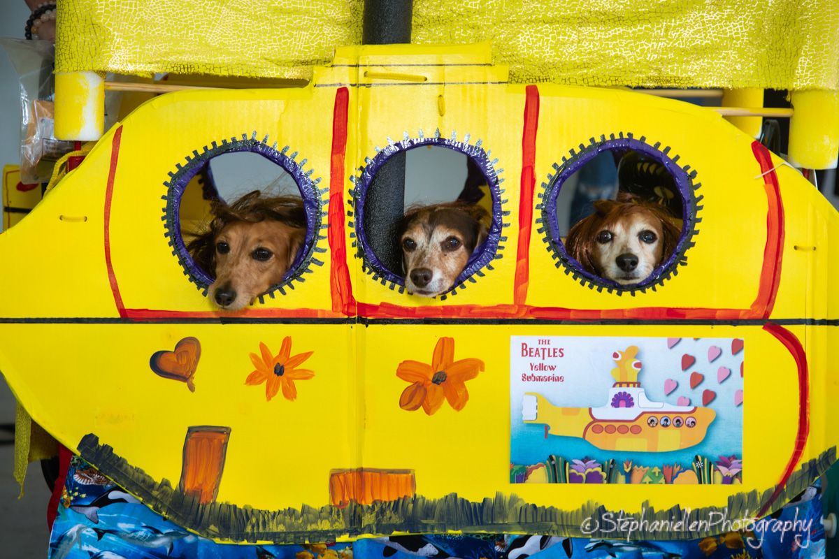 Three dogs peek through portholes of a yellow submarine prop inspired by The Beatles Yellow Submarine book.