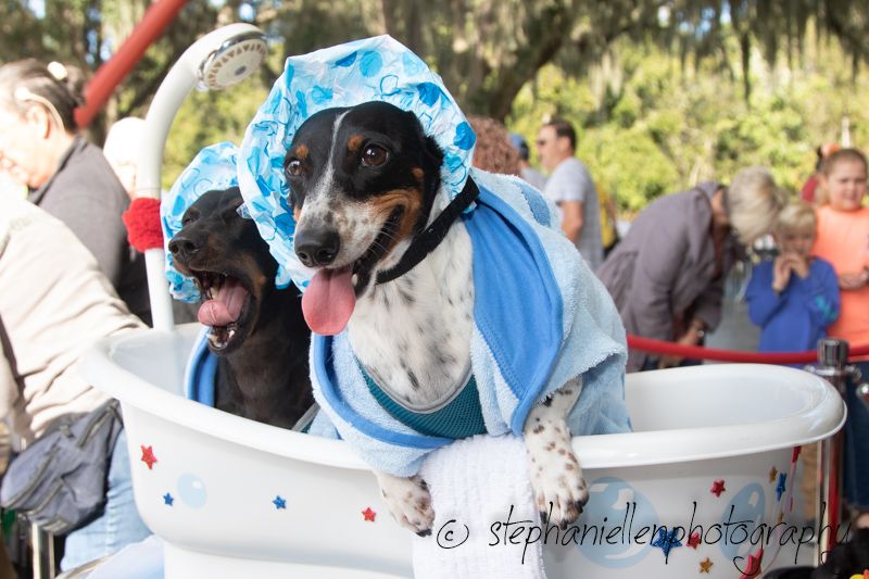 Two dogs in a bathtub costume wearing shower caps and towels at a pet parade event outdoors.