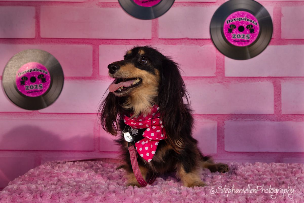 A long-haired dachshund wearing a pink polka dot bandana poses on pink fur with vinyl records on a pink brick wall.
