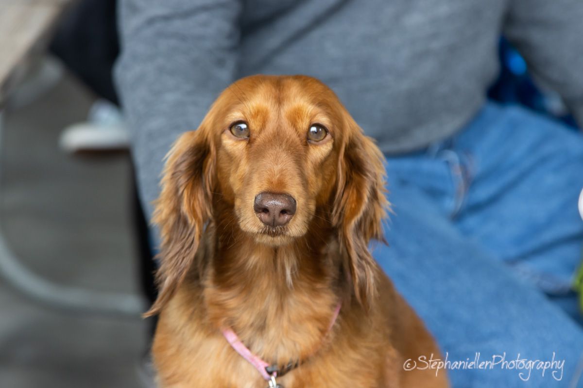 A beautiful long-haired golden dachshund dog wearing a pink collar looking at camera.