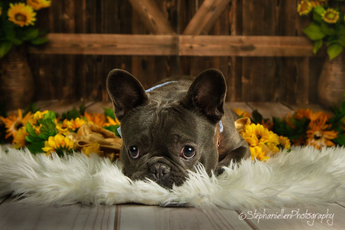 Dark French Bulldog puppy peeks over white fur rug surrounded by bright yellow sunflowers.