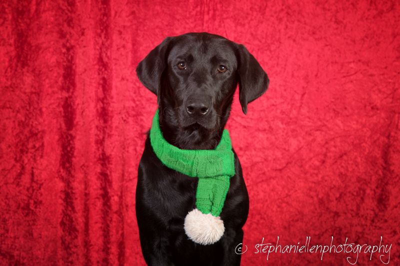 A black Labrador Retriever wearing a green knit scarf poses on a red velvet backdrop.
