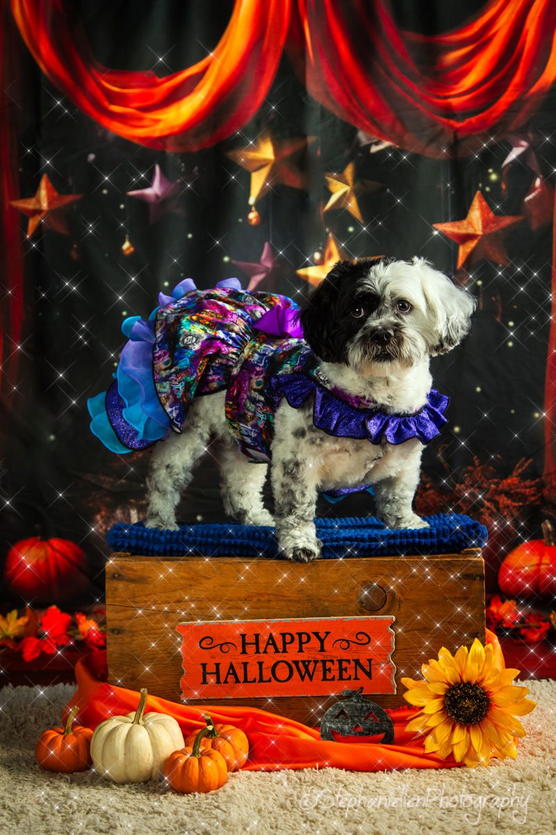 Fluffy black and white dog in colorful Halloween costume standing on a decorated box with pumpkins.