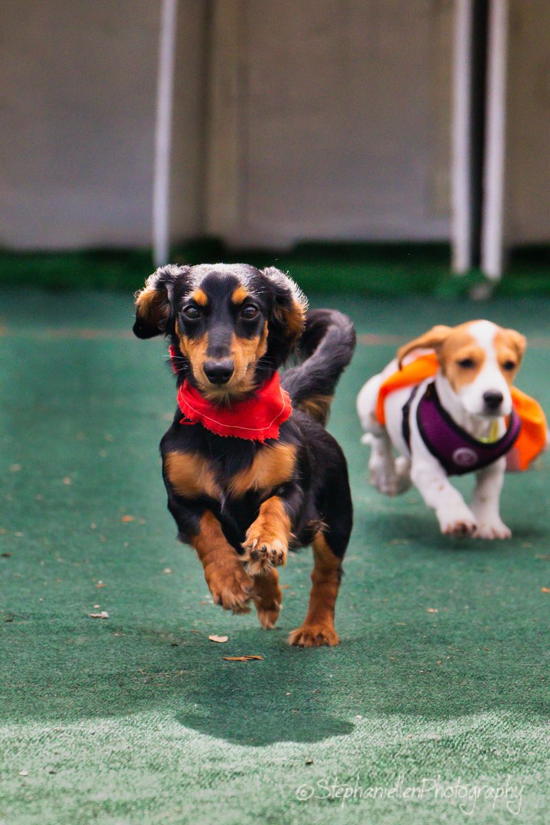 Two puppies racing on green turf, a black and tan dachshund in a red bandana leads a beagle in an orange vest.