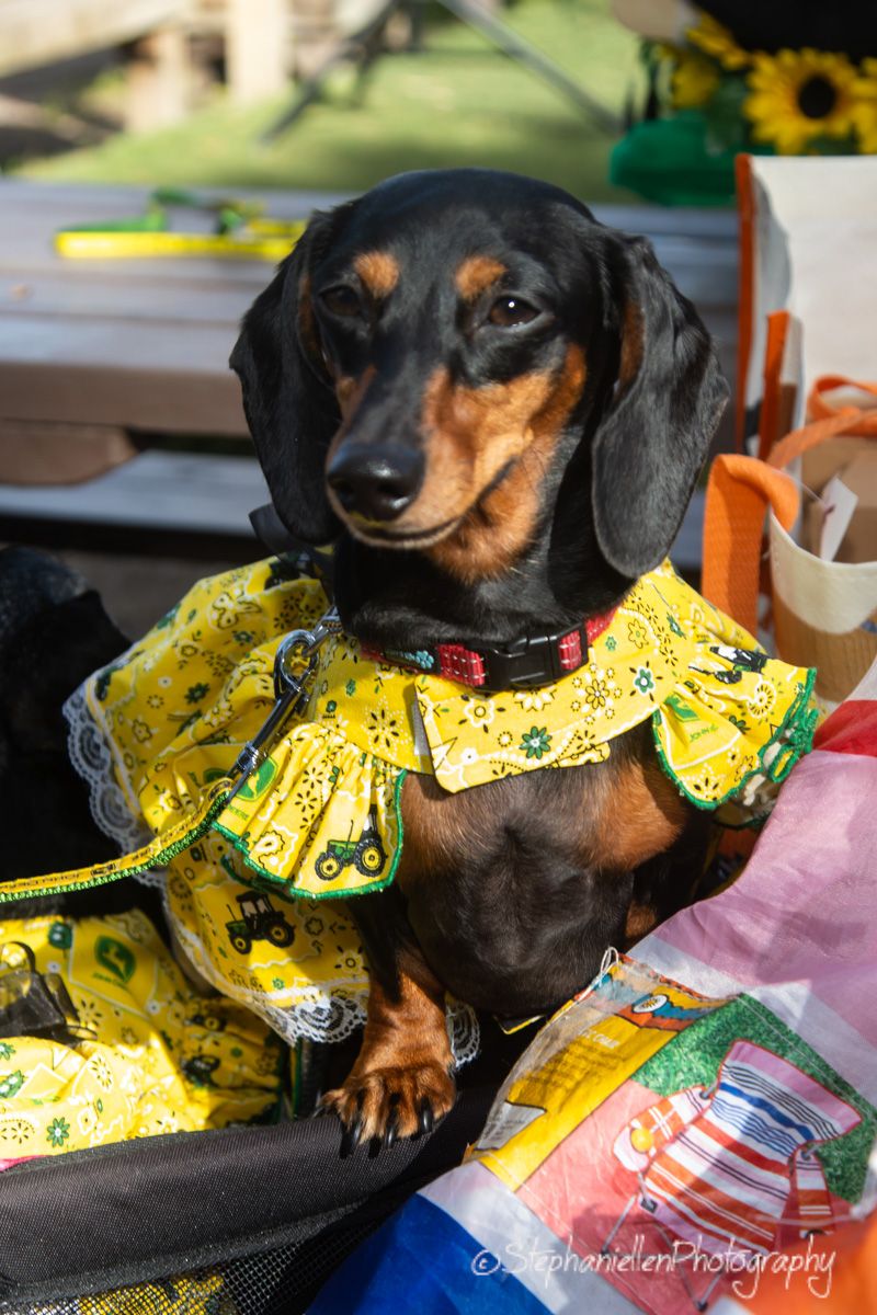 Dachshund dog wearing a yellow John Deere ruffled dress costume sitting in a basket outdoors.