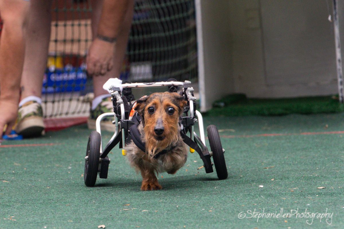 A small dachshund dog using a wheelchair mobility aid runs on green turf at an outdoor event.