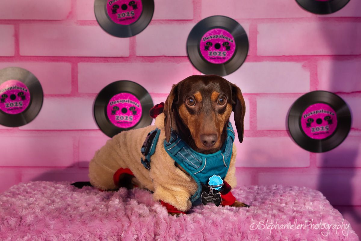 A cute dachshund in a tan outfit with blue scarf poses on pink fur amid vinyl record decorations on a pink brick wall.