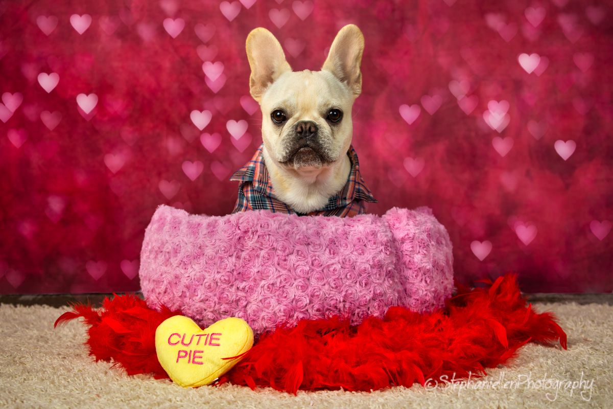 Cream French Bulldog in plaid shirt sits in pink bed with Cutie Pie candy heart.