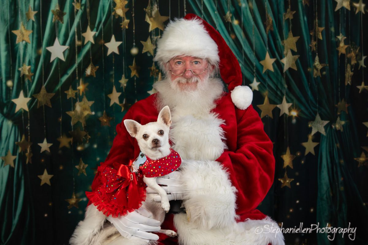 White Chihuahua in red bow outfit poses with Santa Claus against gold star curtain backdrop.