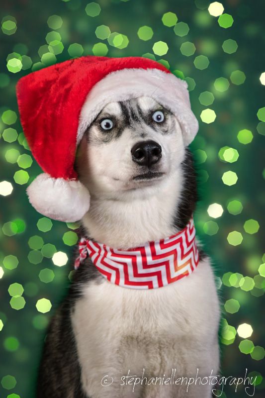 Husky dog with wide blue eyes wears Santa hat and chevron scarf on green bokeh background.