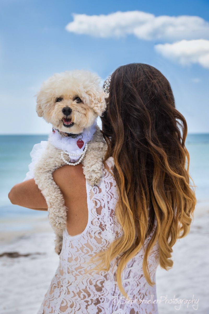 Bride in white lace dress holds fluffy white dog on sunny beach with blue sky.