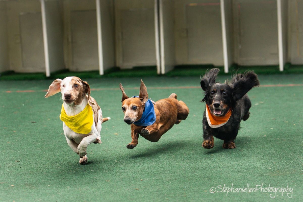 Three dachshunds wearing colorful bandanas racing across a green turf track at a dog race event.