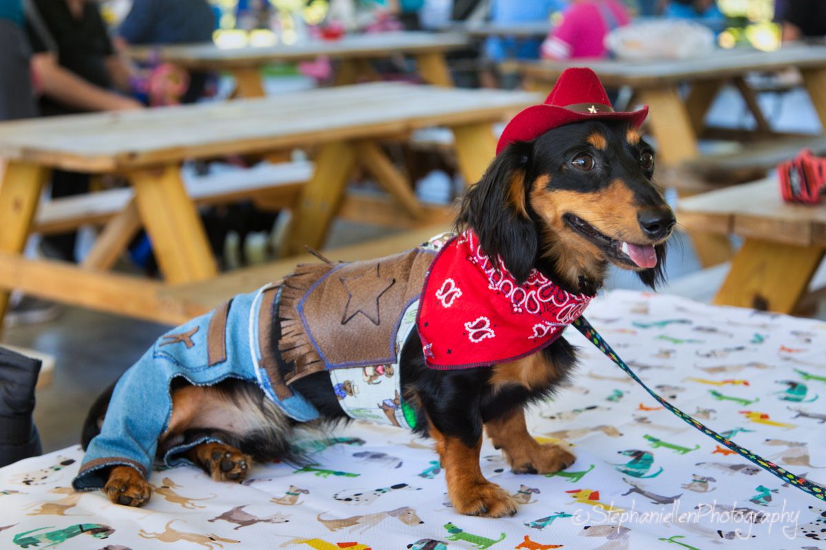 A dachshund dressed as a cowboy with a red bandana, denim jacket, and hat at an outdoor event.