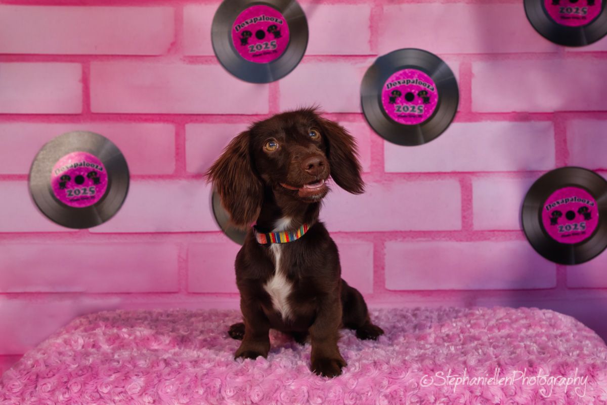 A chocolate Spaniel puppy sits on a pink fluffy surface against a pink brick wall with vinyl record decorations.