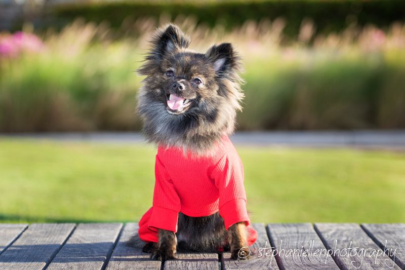 Fluffy Pomeranian dog wearing a red sweater sitting on wooden deck in a garden.