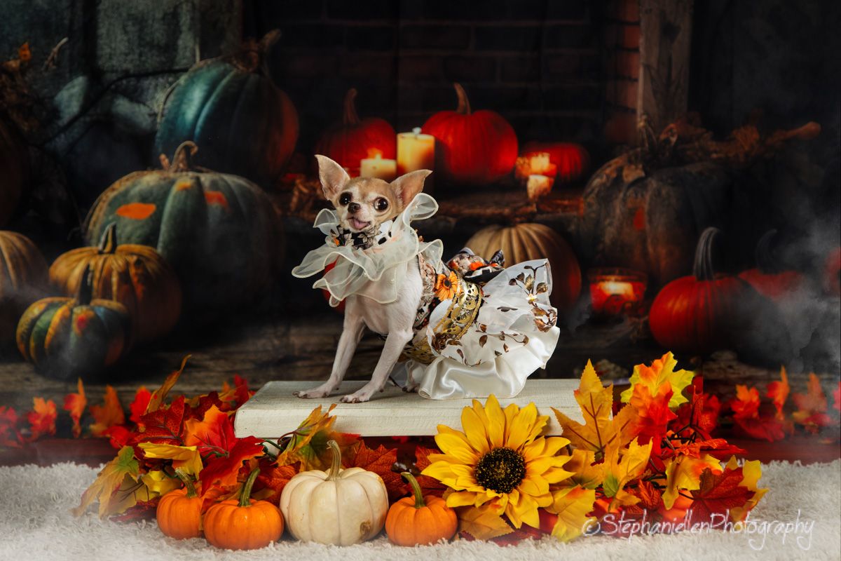 Chihuahua dressed as a fairy in a Halloween autumn setting with pumpkins and fall leaves.