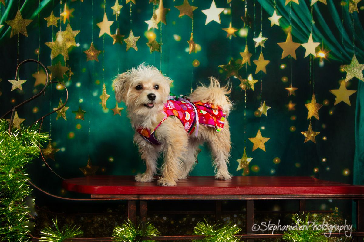 Fluffy small dog in festive outfit stands on bench with gold star decorations.
