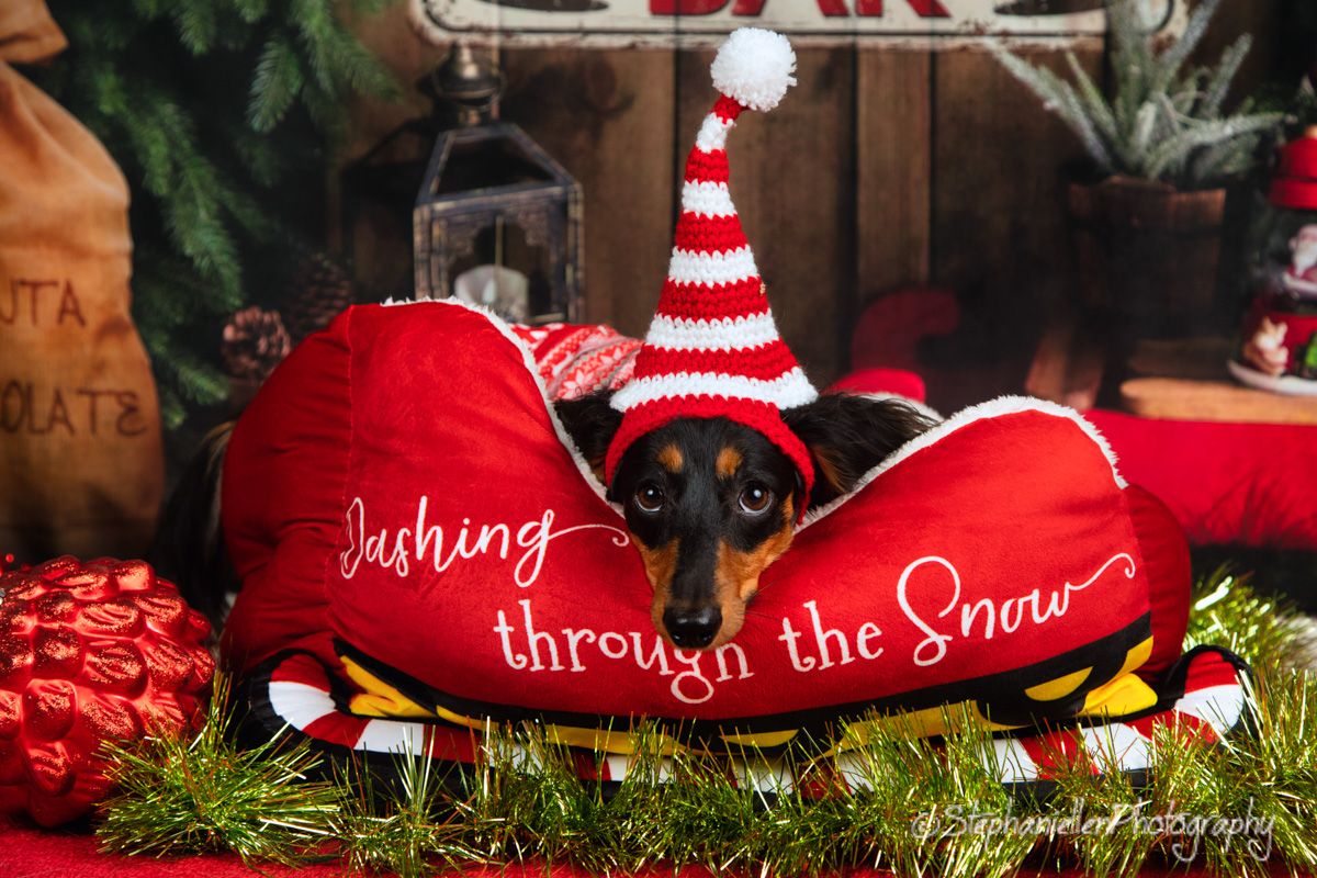 A dachshund wearing a striped elf hat rests in a red holiday dog bed surrounded by Christmas decorations.