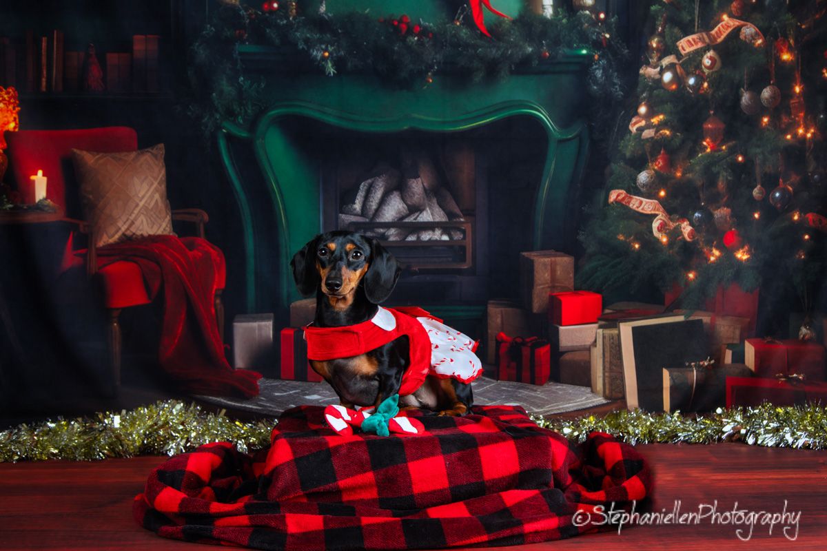 Dachshund in holiday outfit resting on a red plaid blanket by a fireplace with Christmas decor.