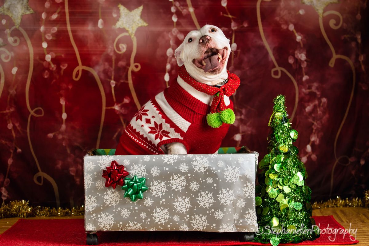 Happy white dog in red holiday sweater poses beside green Christmas tree with gift box.