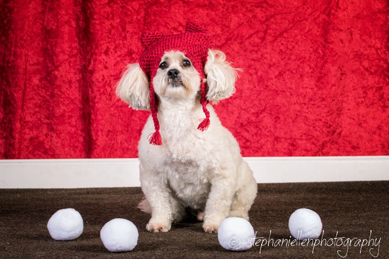 A white Poodle wearing a red knit hat sits with snowballs on a red backdrop.