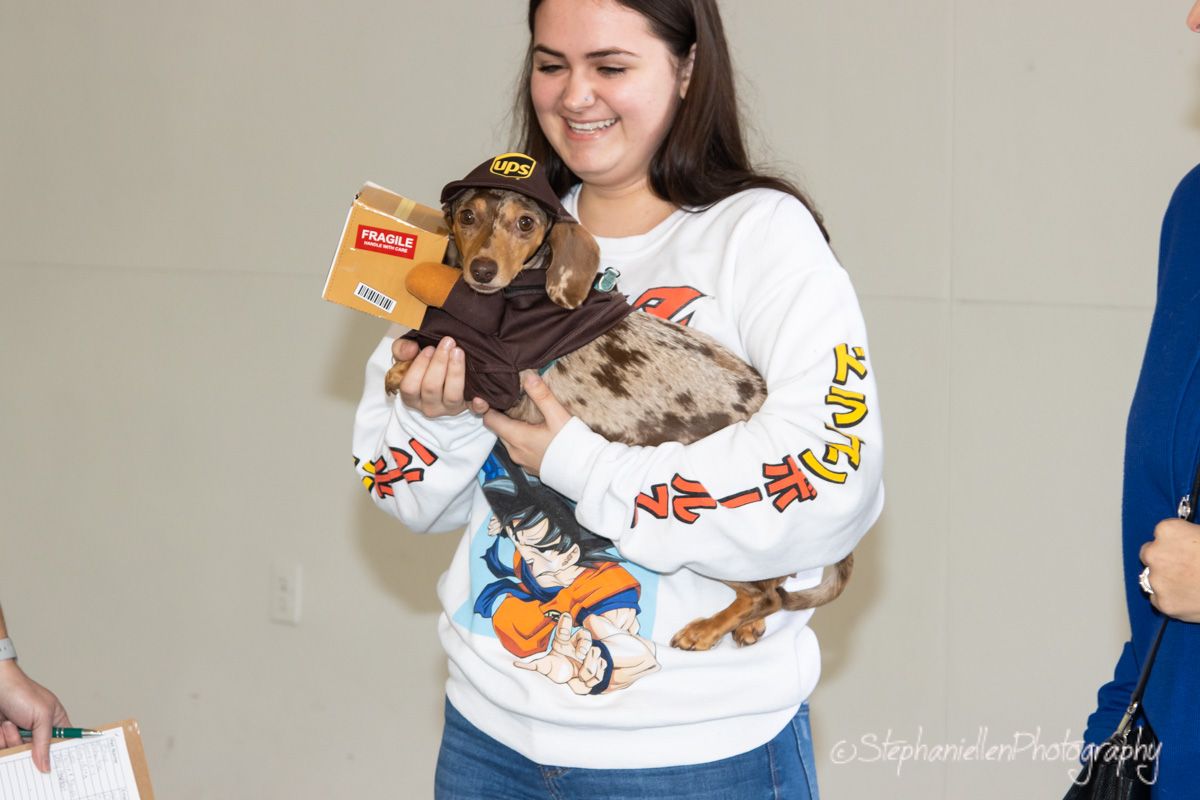A young woman holding a dachshund dog dressed in a UPS delivery driver costume.