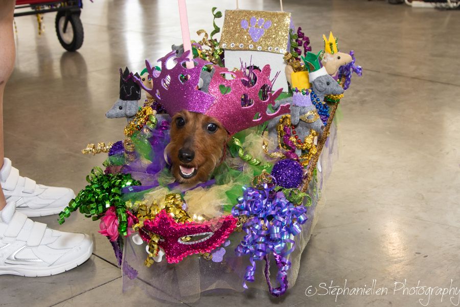 A decorated dachshund dog sits in a colorful Mardi Gras themed float with beads and festive decorations.
