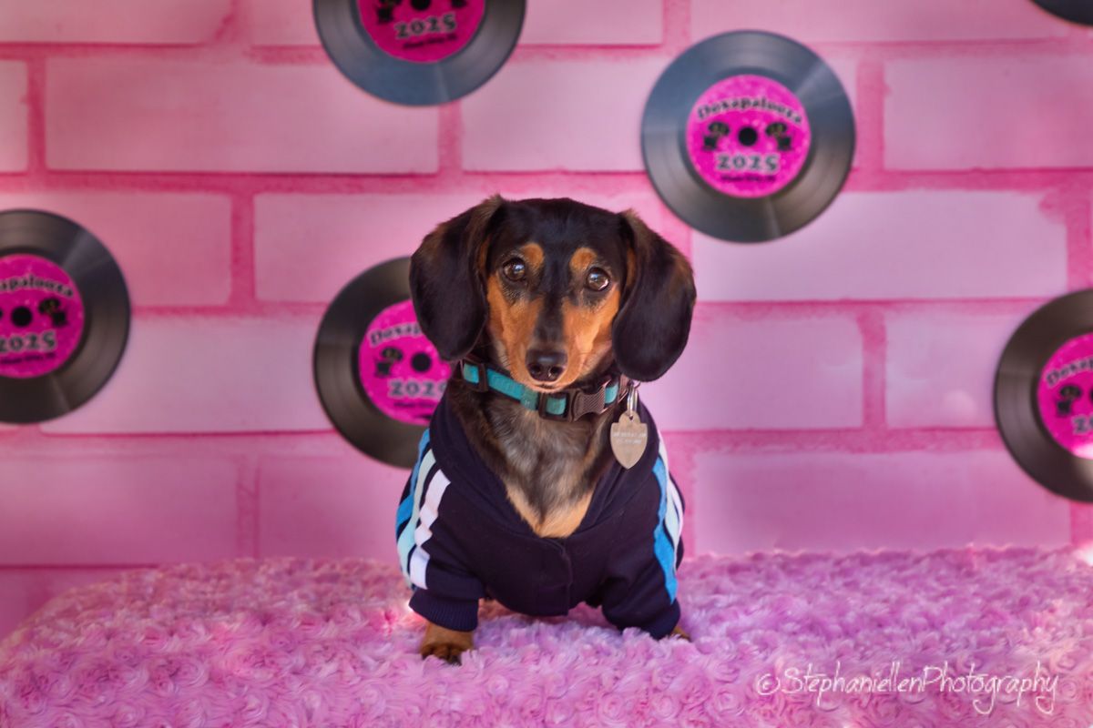 Dachshund in blue tracksuit sitting on pink fur with pink brick wall and vinyl record backdrop.