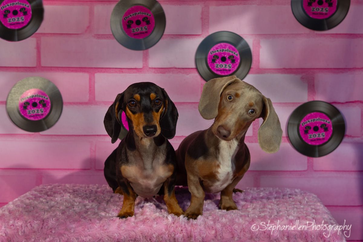Two dachshunds wearing pink ear accessories pose in a pink rock-and-roll themed backdrop with vinyl records.