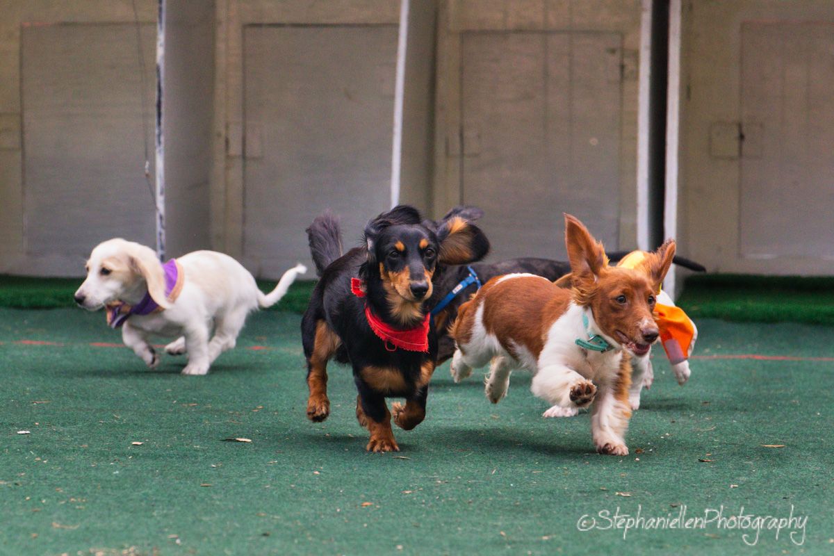 Three small dogs racing on green turf indoors, including a dachshund, white dog, and corgi mix.