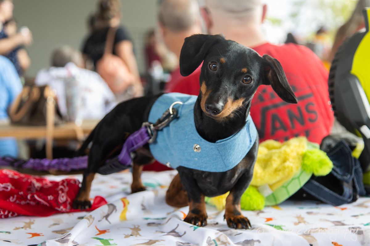 A cute black and tan dachshund wearing a blue vest and leash stands on a colorful tablecloth at an outdoor pet event.