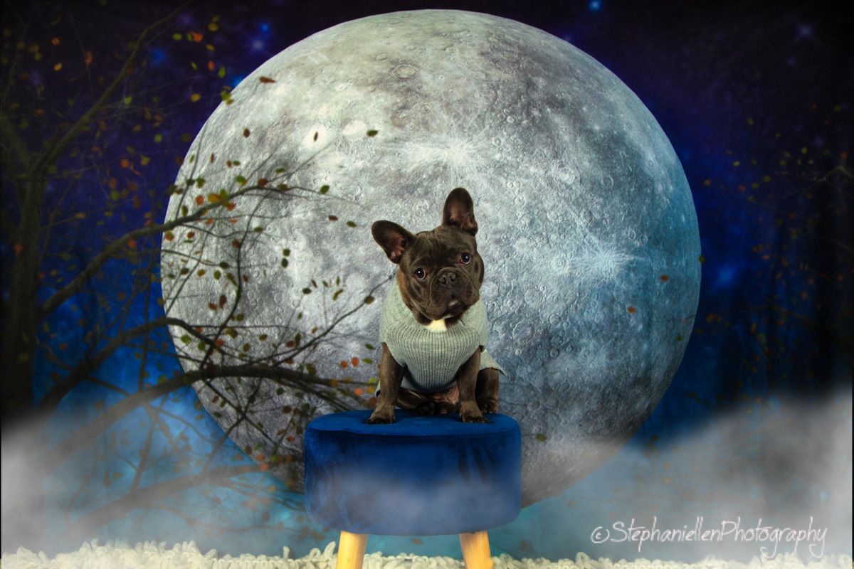 French Bulldog sits in blue box under large moon in dreamy night sky backdrop.