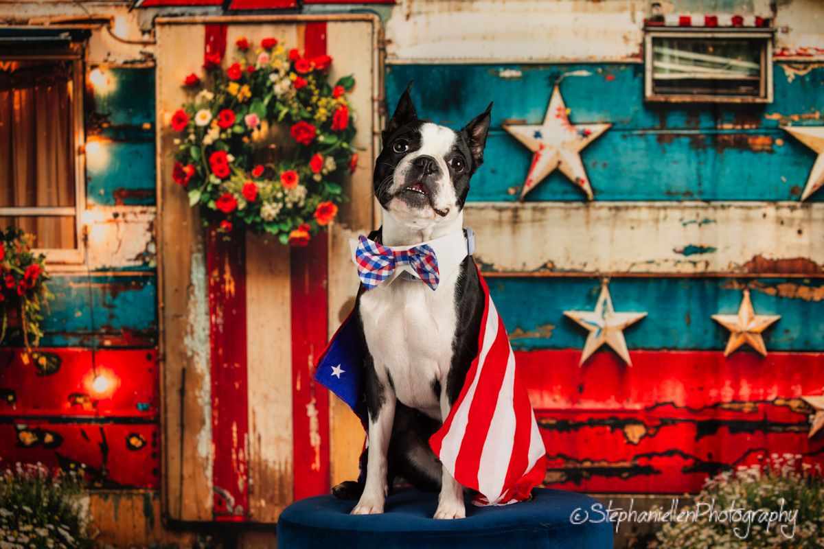 Boston Terrier dog with American flag and patriotic bow tie decoration.