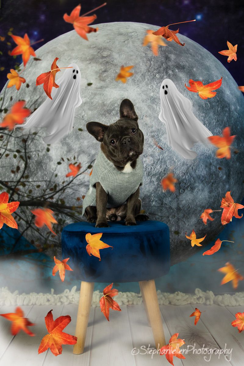 A French Bulldog in a sweater sits on a blue stool with ghosts and a full moon in a Halloween backdrop.