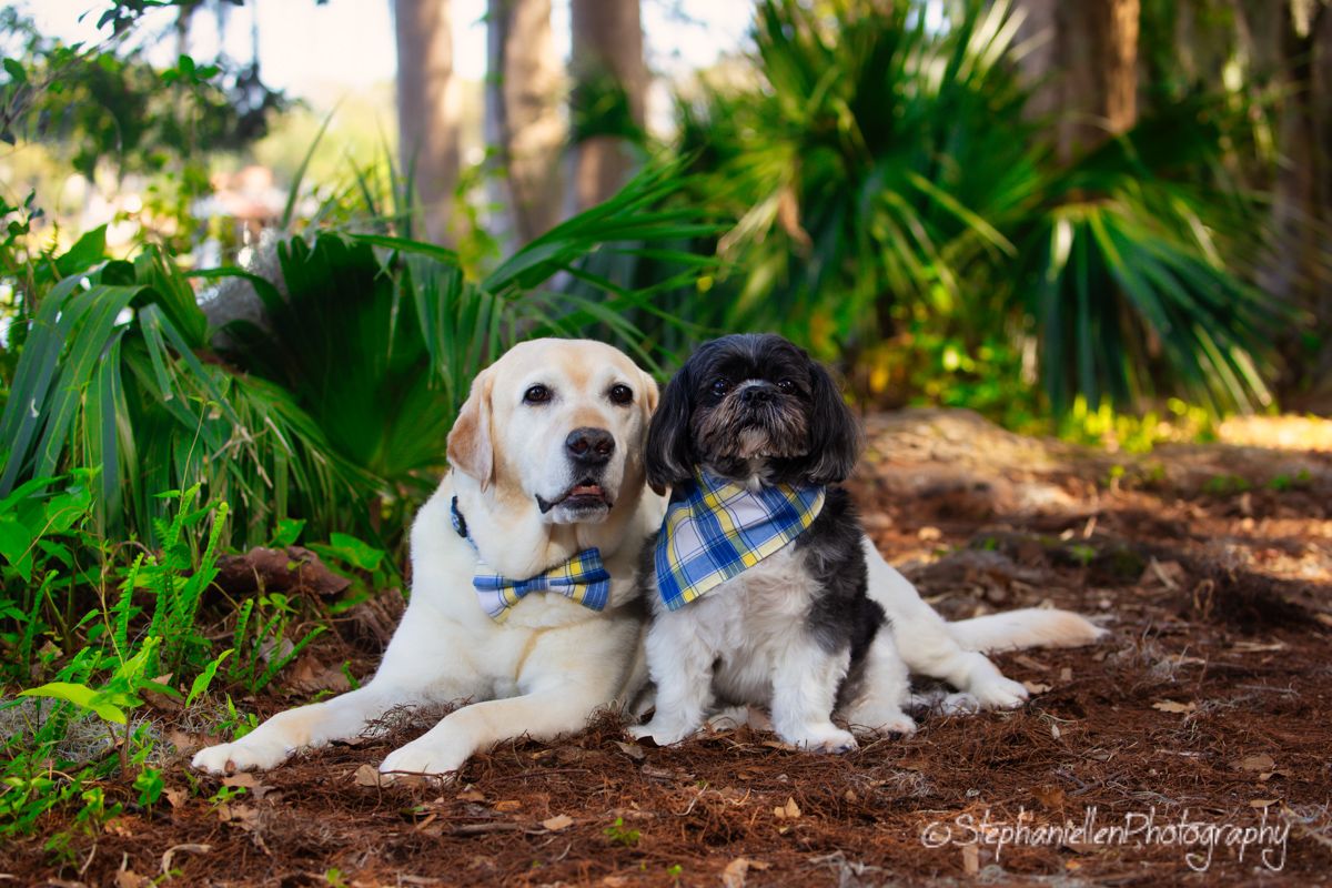 Two dogs wearing bow ties pose together outdoors among tropical plants.