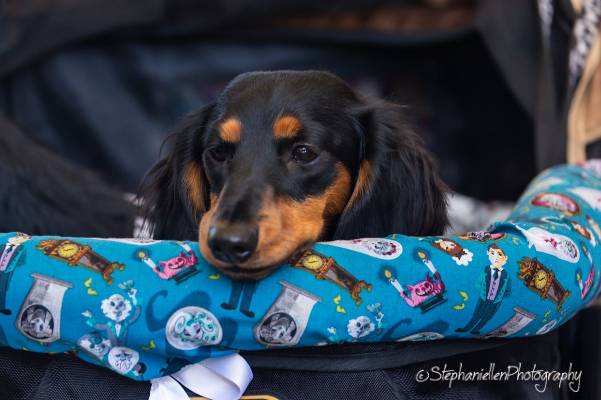 A black and tan dachshund rests its head on a colorful teal dog-print pillow, looking adorable and relaxed.
