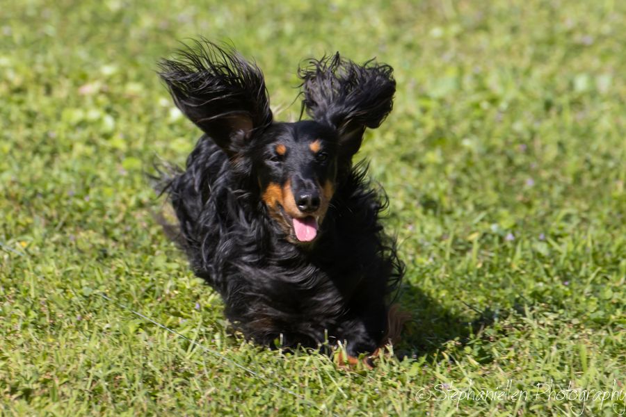 A fluffy black and tan Dachshund runs joyfully across green grass with ears flying in the wind.