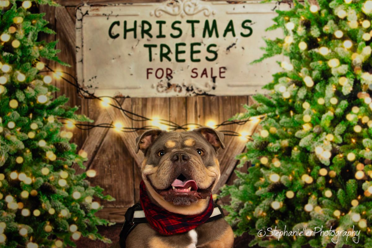 Happy dog wearing a red bandana in a festive Christmas tree farm holiday portrait.