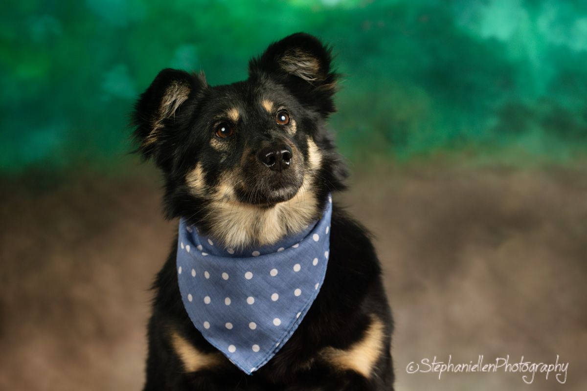 Black and tan dog wearing blue polka dot bandana poses against green textured background.