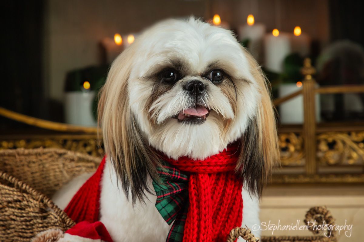 Shih Tzu dog wearing a red Christmas scarf sitting near candles.