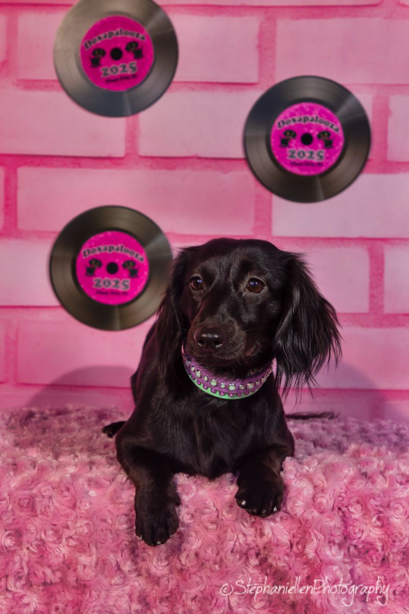 A black long-haired dachshund with a rhinestone collar sits on pink fur before a pink brick wall with vinyl records.