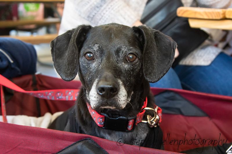A senior black dachshund mix wearing a red collar sits attentively in a red dog bed at a pet-friendly venue.