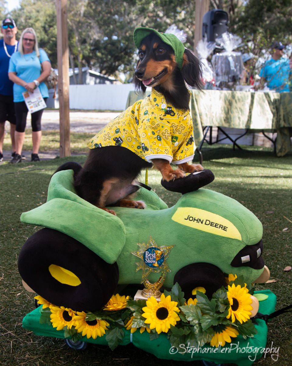 Two dachshunds dressed in John Deere costumes pose on a toy tractor surrounded by sunflowers at a dog costume contest.