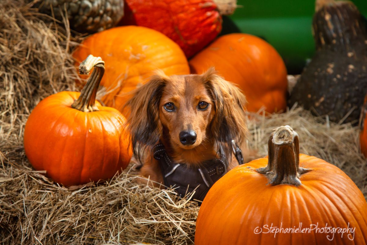 A cute dachshund dog sits among orange pumpkins and hay bales at a fall harvest display.